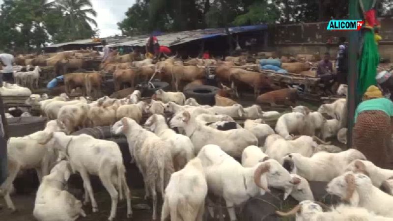 FÊTE DE TABASKI: Prix des bétails se négocie entre 3 million et 4 millions GNF une inquiétude pour les citoyens guinéens 